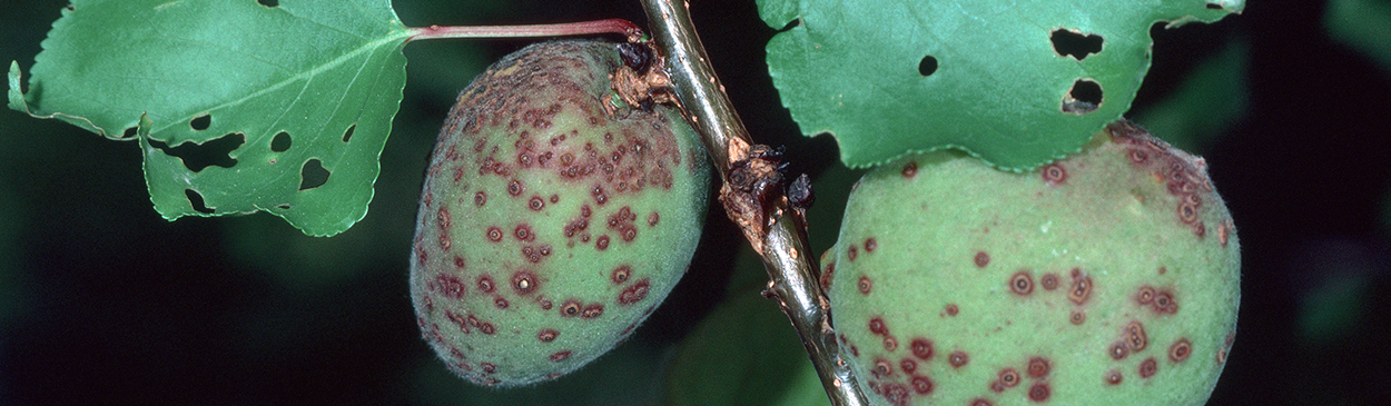 Purplish, scabby spots on apricot fruit and holes in leaves caused by shot hole, Wilsonomyces carpophilus, fungus.