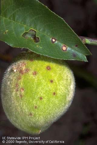 Shot hole symptoms on peach leaf and young fruit.