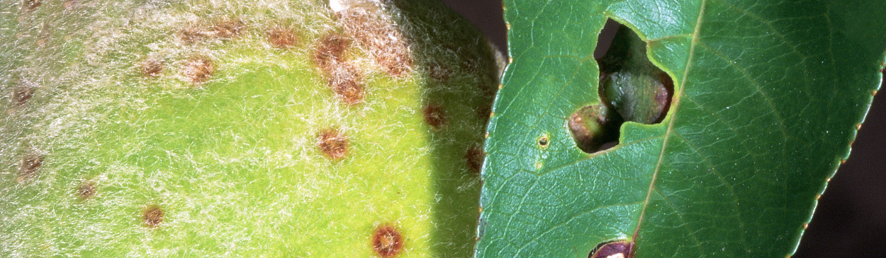 Shot hole lesions on leaf and young fruit of peach.