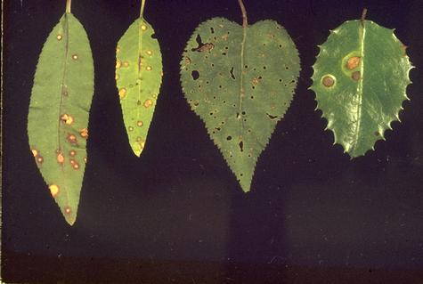 Leaf spots and holes caused by shot hole, <i>Wilsonomyces carpophilus,</i> fungus infecting peach (left), almond, apricot, and Catalina cherry (right).