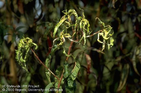 Late season powdery mildew on peach foliage and twigs.