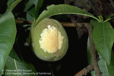 Powdery mildew on fruit.