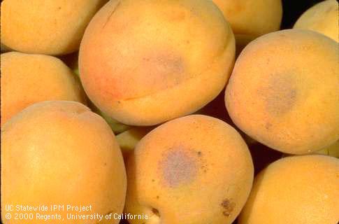 Powdery mildew on fruit.