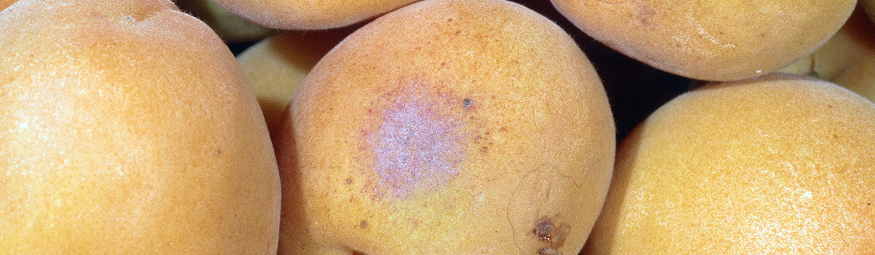 Ripe apricot fruit with powdery mildew, caused by Sphaerotheca pannosa.