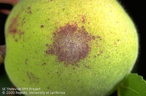 Red lesion and white mycelium of powdery mildew on a green apricot.