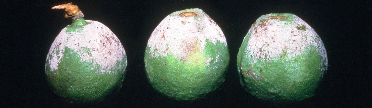 Powdery mildew infection on nectarines.