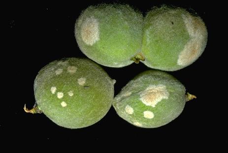 Powdery mildew infection on peaches.