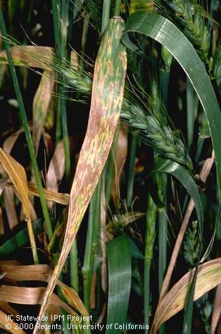 Foliage damaged by Septoria leaf blotch, speckled leaf blotch.