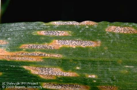 Foliage damaged by Septoria leaf blotch, speckled leaf blotch.