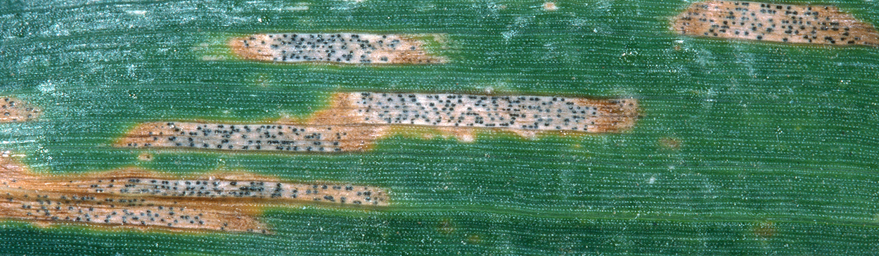 Black dots of spore-forming pycnidia develop within Septoria lesions.