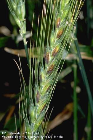 Grain or grain head damaged by Septoria leaf blotch, speckled leaf blotch.