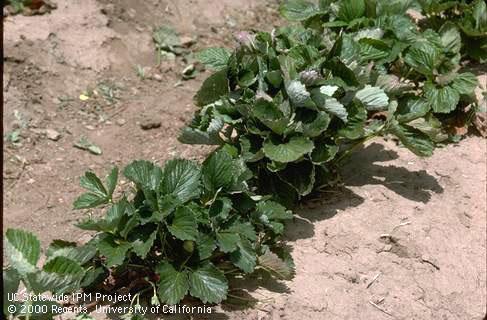 Foliage damaged by powdery mildew.