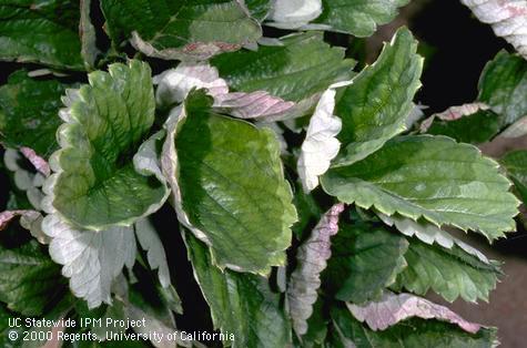 Foliage damaged by powdery mildew.