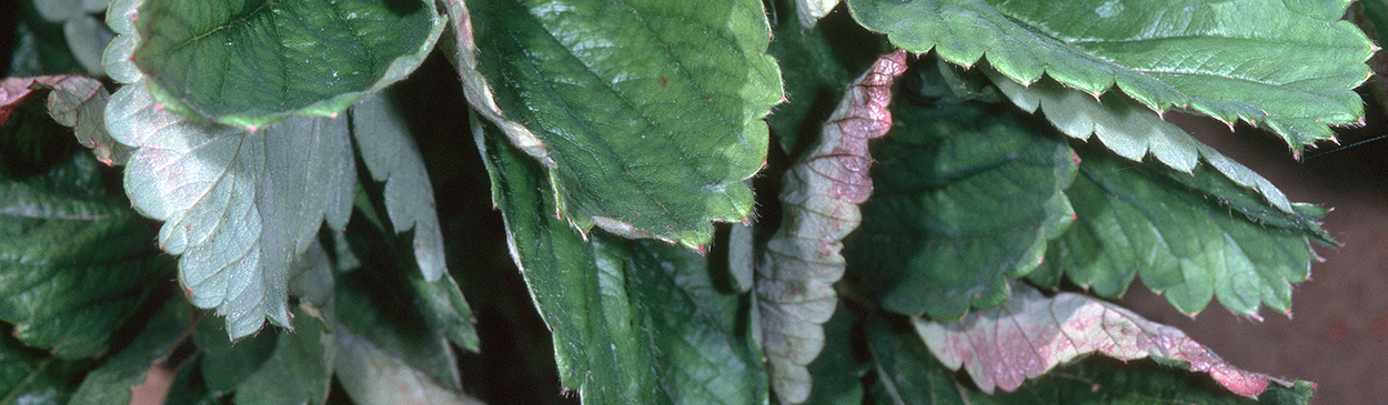 The first sign of powdery mildew is the upward curling of leaves.