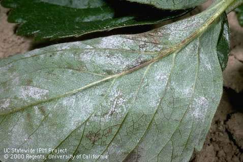 Foliage damaged by powdery mildew.