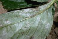 Powdery mildew sporulatoin