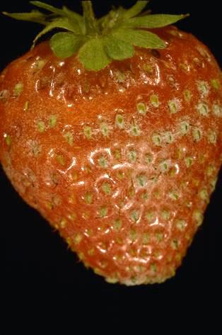 Fruit damaged by powdery mildew.