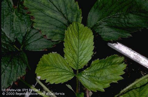 Symptoms of strawberry necrotic shock (tobacco streak virus) on indicator plant.