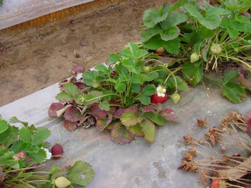 Strawberry plants with virus decline, caused by <I>Strawberry pallidosis associated virus</I> or <I>Beet pseudo yellows virus</I> in combination with other viruses, are stunted with older leaves turning red while younger leaves appear healthy.