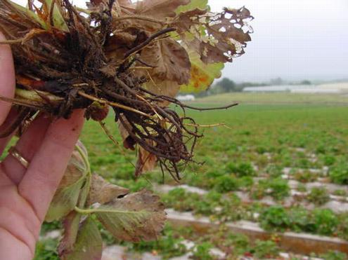 Roots of strawberry plants with virus decline, caused by infection with multiple viruses including <I>Strawberry pallidosis associated virus</I> or <I>Beet pseudo yellows virus,</I> are brittle with few feeder roots.