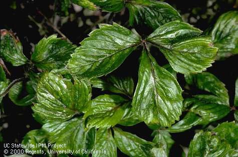 Foliage symptoms of strawberry mottle virus.