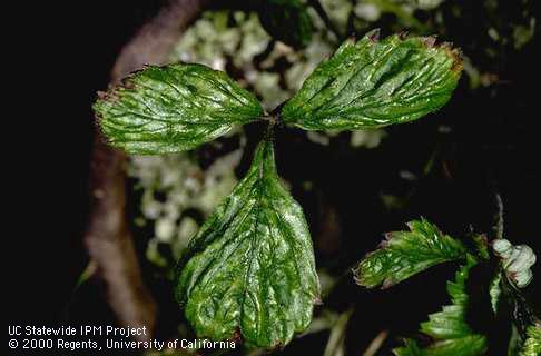 Foliage symptoms of strawberry mottle virus.