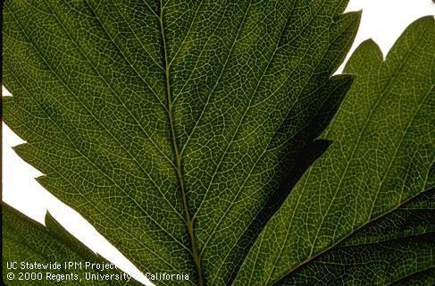 Foliage symptoms of strawberry vein banding virus.