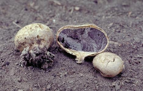 Fruiting bodies of a puffball fungus, <I>Scleroderma</I> sp., one cut to show black spores within.