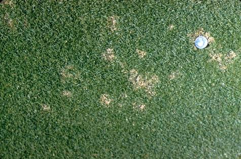 Dollar spot damage to bentgrass.