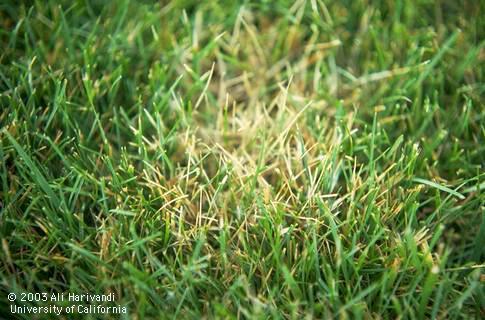 Dollar spot, caused by <I>Sclerotinia homeocarpa,</I> in Kentucky bluegrass and tall fescue. 