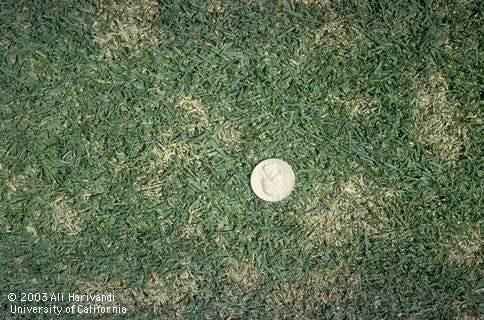 Dollar spot, caused by <I>Sclerotinia homeocarpa,</I> in a lawn.  