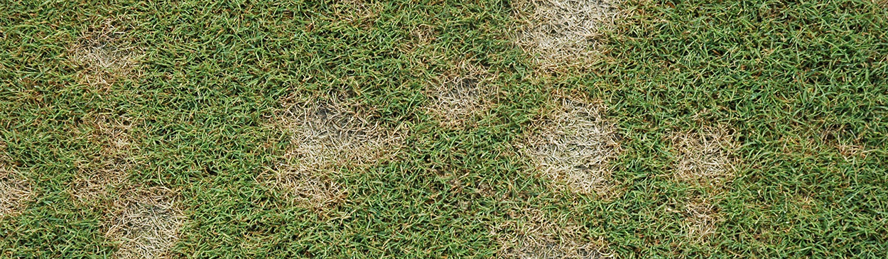 Dollar spot in turfgrass, caused by Sclerotinia homeocarpa, appears as circular areas about 1 to 5 inches in diameter.