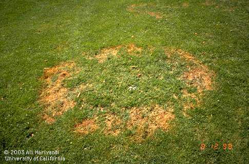 Ring-shaped area of southern blight, caused by <I>Sclerotium rolfsii,</I> in turfgrass. 