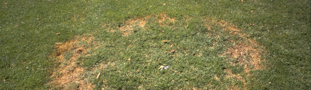 Ring-shaped area of southern blight, caused by Sclerotium rolfsii, in turfgrass.