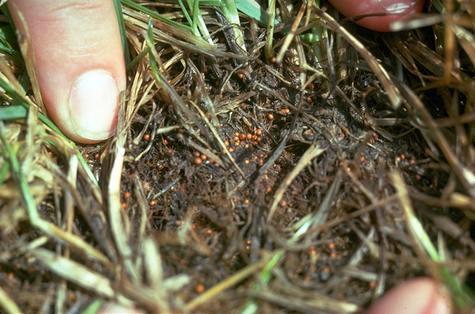 Sclerotia (fruiting bodies) of southern blight infesting turf.