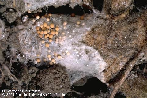 Cottony, white mycelia and brown, spherical sclerotia of Southern blight, <i>Sclerotium rolfsii</i>, on infected stems near the soil line.