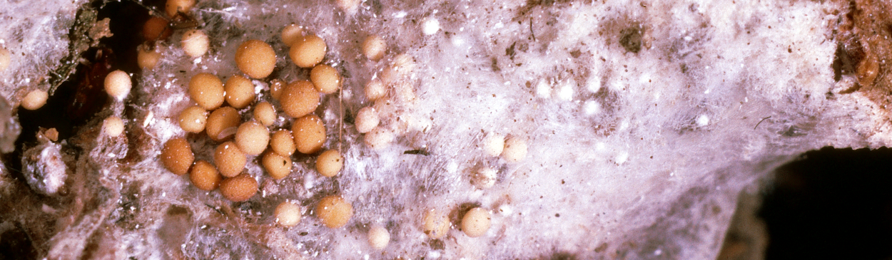 Southern blight fungus produces a white mycelial mat and light brown, spherical sclerotia on infected stems near the soil line.