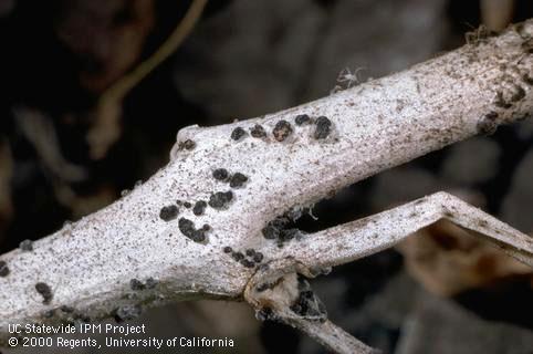 Sclerotinia, white mold.