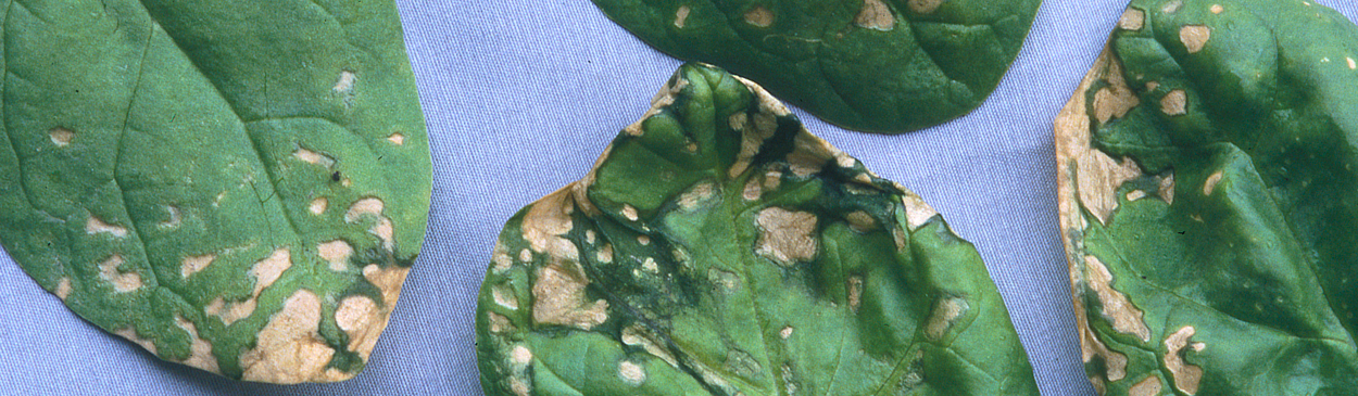 Tan lesions from Stemphylium leaf spot, caused by Stemphylium botryosum f. sp. spinaciae.