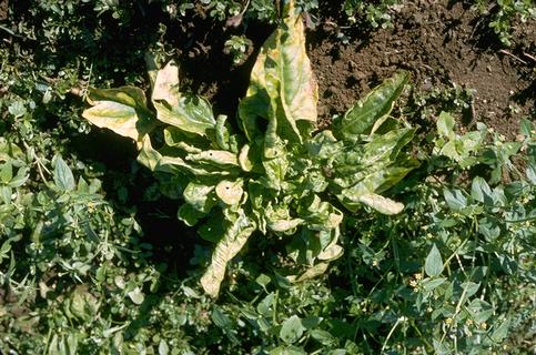 Yellowing and curling of spinach leaves.