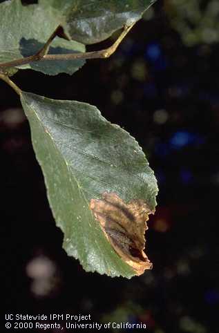 Necrosis along midvein from Septoria leaf spot fungus infecting alder.