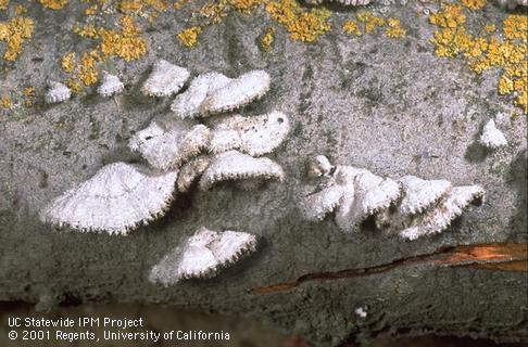 Basidiocarps of the wood rotting fungus Schizophyllum commune.