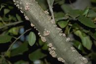 Basidiocarps of the wood rotting fungus, Schizophyllum commune.