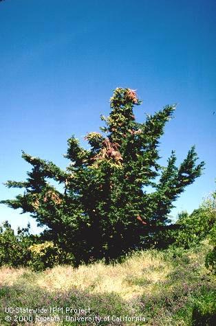 Yellow and brown branches caused by the cypress canker pathogen, <i>Seiridium (=Coryneum) cardinale.</i>.