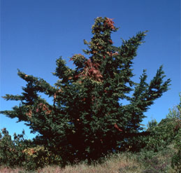 CCypress canker dieback on Leyland cypress