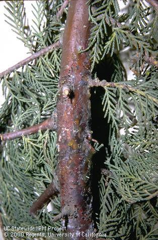 The cypress canker pathogen, <i>Seiridium (=Coryneum) cardinale,</i> causes resinous lesions and discolored bark.