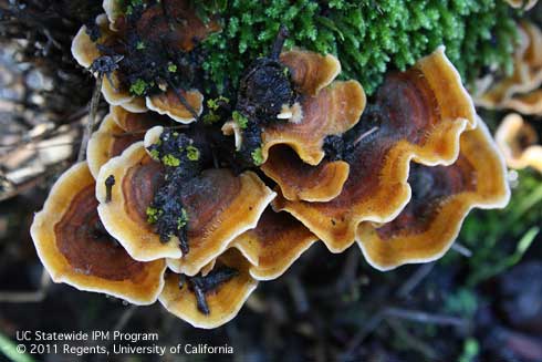 Fruiting bodies of the parchment fungus, <i>Stereum hirsutum.</i>.