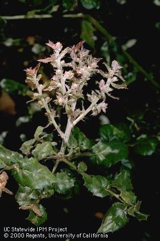 Foliage damaged by witches broom or powdery mildew.