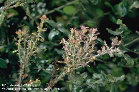 Coast live oak terminals distorted and discolored by powdery mildew.