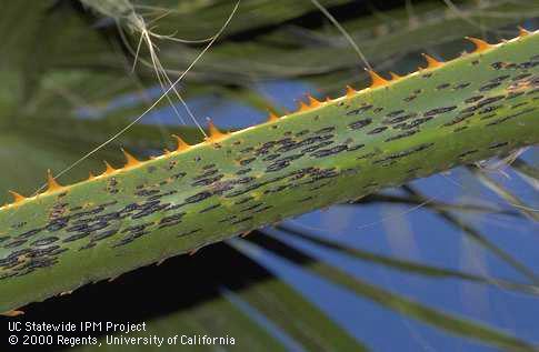 Black, greasy diamond scale fruiting bodies on California fan palm rachis.